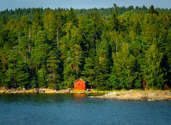 Scenic view of lake by trees in forest