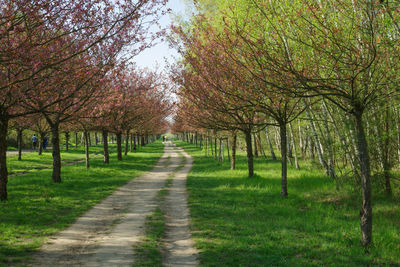 Footpath amidst trees in park