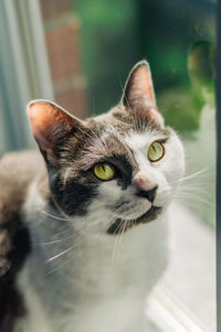 Close-up portrait of a cat