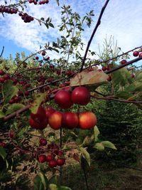 Close-up of cherries on tree