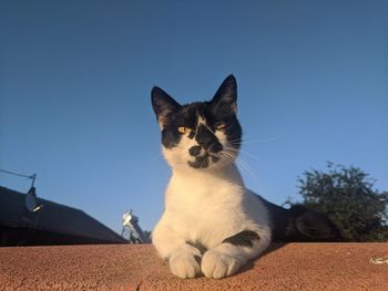 Portrait of cat on street against clear sky