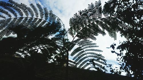 Low angle view of trees against sky