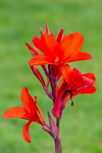 Close-up of red flowering plant