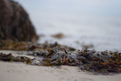 Close-up of dry leaf on beach