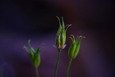 Close-up of flower buds