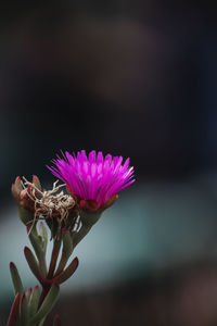 Close-up of purple flowering plant