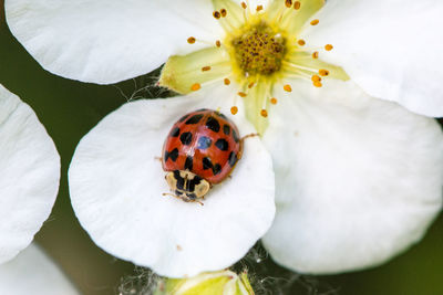 High angle view of ladybug on white flower