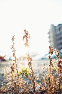 Close-up of fresh plants against clear sky