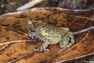 Close-up of lizard on wood