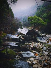 View of stream flowing through forest