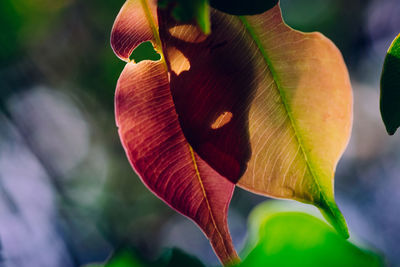 Close-up of red flowering plant