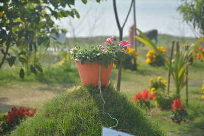 Close-up of potted plant in yard