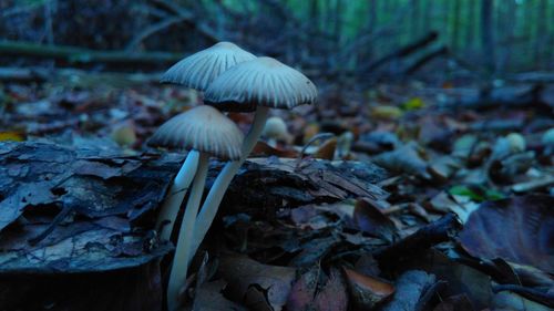 Close-up of mushroom growing on field