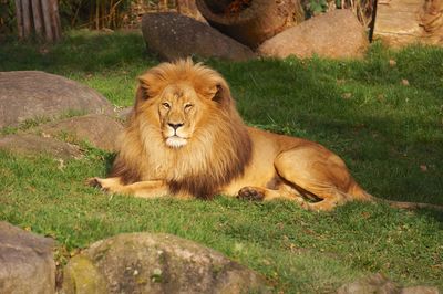 Lion relaxing on grass