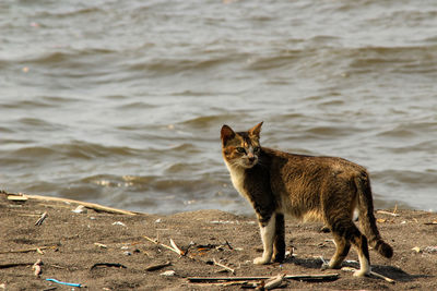 Cat standing on beach