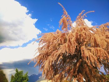 Low angle view of trees against blue sky