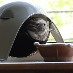 Close-up of a cat drinking from window