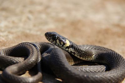 Close-up of snake