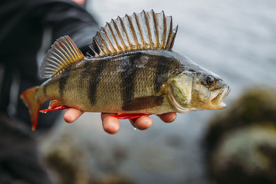 Cropped hand holding fish