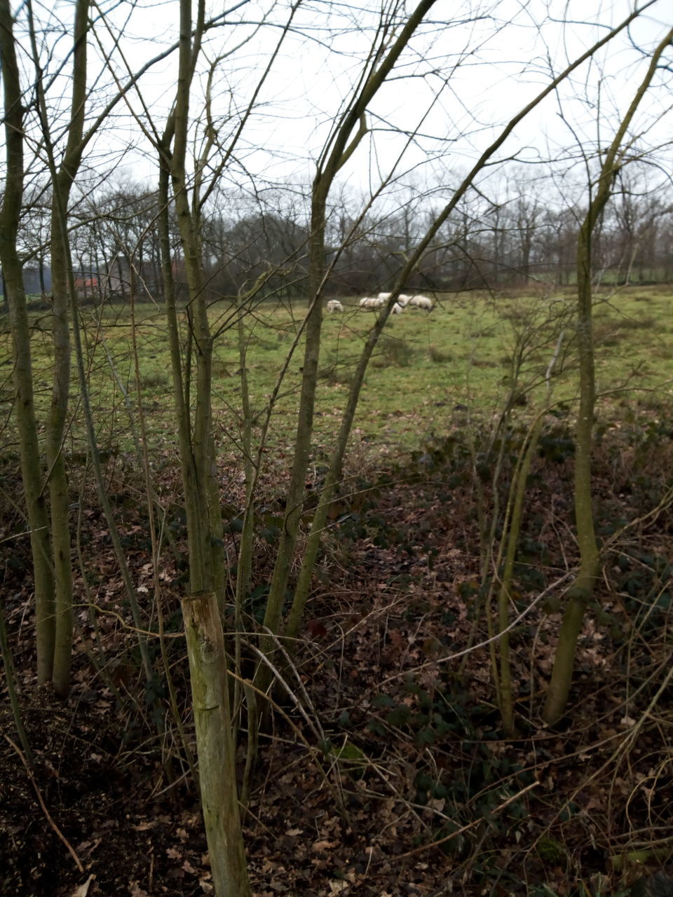 plant, land, growth, field, tree, no people, nature, tranquility, environment, landscape, forest, grass, day, non-urban scene, beauty in nature, outdoors, scenics - nature, tranquil scene, focus on foreground, woodland