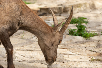 Zurich, switzerland, september 3, 2023 alpine ibex in a wildlife park