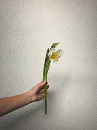 Close-up of hand holding plant against white wall