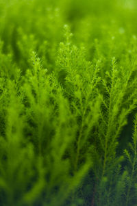 Close-up of plants growing in field