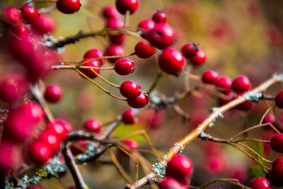 Close-up of berries growing on tree