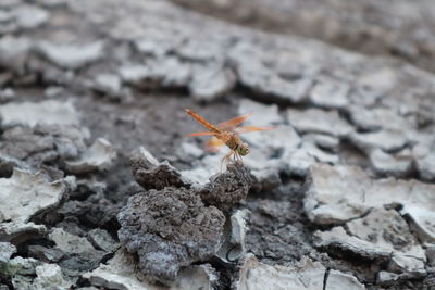 Close-up of insect on rock