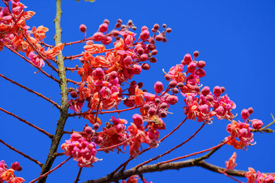 Low angle view of cherry blossom against blue sky