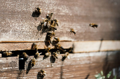 High angle view of bee on table