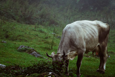 Horse grazing in a field