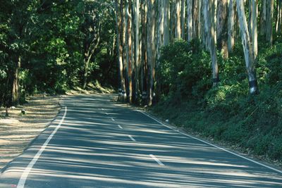 Road amidst trees in forest