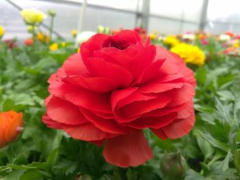Close-up of red flower blooming outdoors