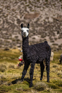 Full length portrait of a llama on field