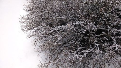 Close-up of bare tree against clear sky