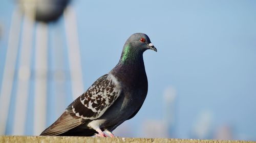 Close-up of pigeon perching against the sky