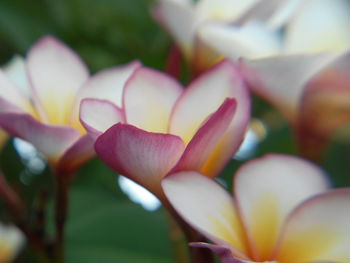 Close-up of tulips blooming outdoors
