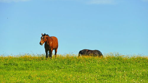 View of a horse on field