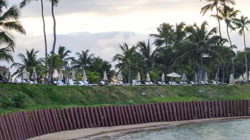 Palm trees on field against cloudy sky