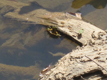 Close-up of bee on water