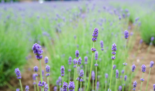 Close-up of lavender flowers growing in field