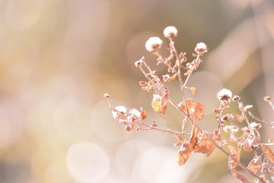 Wild grass of winter