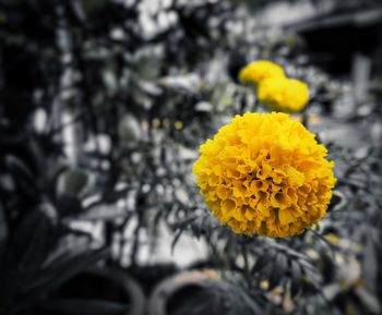 Close-up of yellow flower