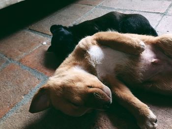 Close-up of dog sleeping