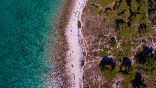 Aerial view of trees by sea