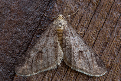 High angle view of insect on wood