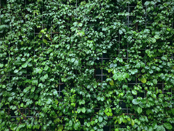 Full frame shot of ivy growing on tree against building