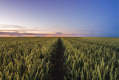 Scenic view of wheat field at sunset