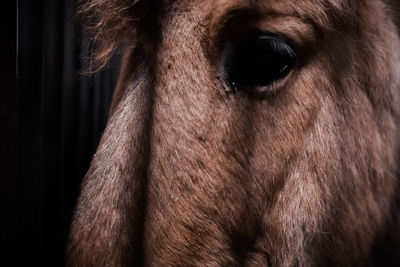 Close-up of horse